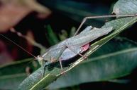 Katydids.