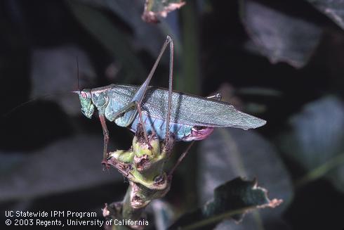 Adult forktailed bush katydid.