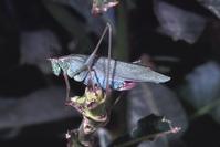 Forktailed bush katydid