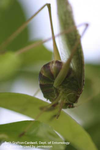 Adult forktailed bush katydid, <i>Scudderia furcata</i>, laying eggs into leaves.