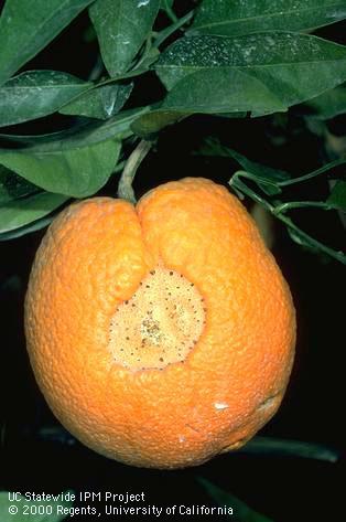 Circular scar from feeding by a forktailed bush katydid, <i>Scudderia furcata</i>, when the orange fruit was small and green.