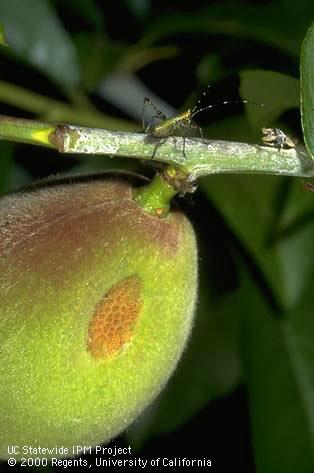 Forktailed bush katydid nymph and feeding injury on a green peach.