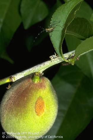 Circular, corky, shallow scar on a peach fruit from the feeding of a nymph of forktailed bush katydid, <i>Scudderia furcata</i>, when the fruit was smaller.