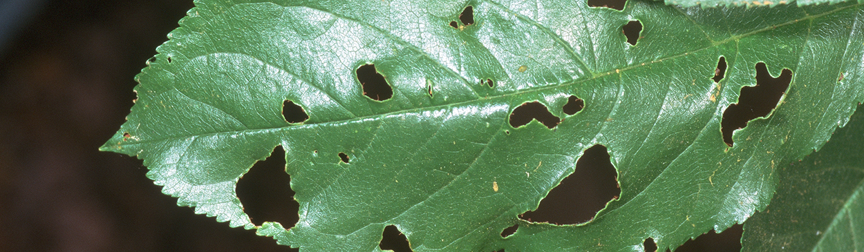 Holes caused by forktailed bush katydid.