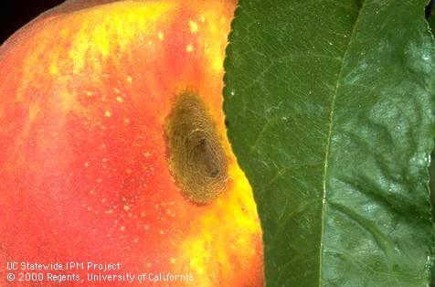 Katydid damage on a ripe peach.