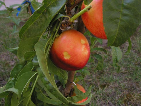 Circular, corky scars on a nectarine fruit from the feeding of a nymph of forktailed bush katydid, <i>Scudderia furcata</i>, when the fruit were less mature.