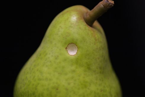 Circular, corky, shallow scar on a pear fruit from feeding of an adult or late instar (nymph) of forktailed bush katydid, <i>Scudderia furcata</i>, when the fruit was less mature.