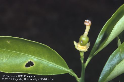 Forktailed bush katydid, <I>Scudderia furcata</I>, nymphal chewing scar citrus leaf and young green navel orange fruit. 