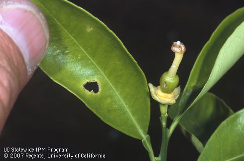 Forktailed bush katydid, <I>Scudderia furcata</I>, nymphal chewing scar on young green navel orange fruit. 