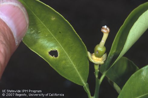 Forktailed bush katydid, <I>Scudderia furcata</I>, nymphal chewing scar on young green navel orange fruit. 