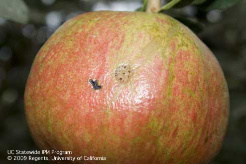 Scar on the surface of a pomegranate from feeding by a forktailed bush katydid, <i>Scudderia furcata.</i>.