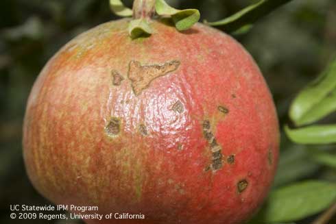 Scars on the surface of a pomegranate from feeding by a forktailed bush katydid, <i>Scudderia furcata.</i>.