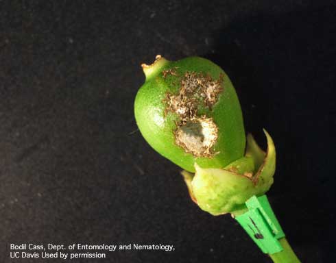 Feeding damage on young navel orange fruit caused by forktailed bush katydid, <i>Scudderia furcata</i>.