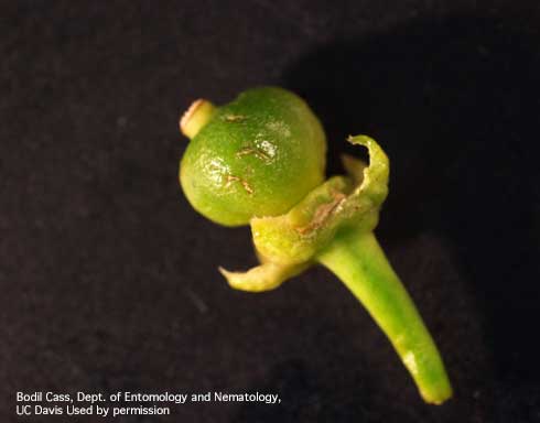 Superficial scratches on young Tango mandarin fruit caused by forktailed bush katydid, <i>Scudderia furcata</i>.