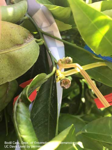 Severe feeding damage on young citrus fruit caused by forktailed bush katydid, <i>Scudderia furcata</i>.