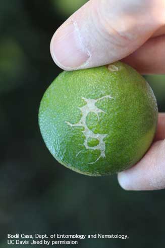 Scar on young citrus fruit caused by forktailed bush katydid, <i>Scudderia furcata</i>.