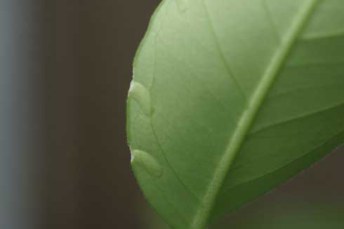 Eggs of the forktailed katydid, </i>Scudderia furcata,</i> inserted into the edge of a leaf.