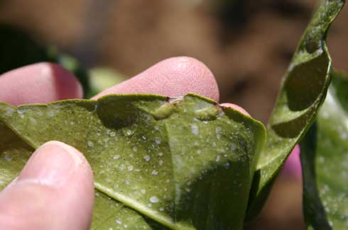 Eggs of the forktailed katydid, </i>Scudderia furcata,</i> inserted into the edge of a leaf.