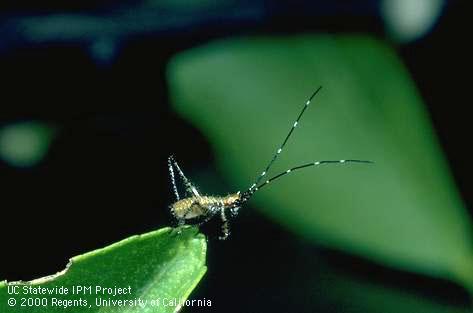 Forktailed bush katydid nymph.