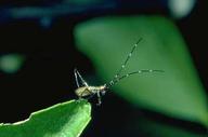 Forktailed bush katydid.