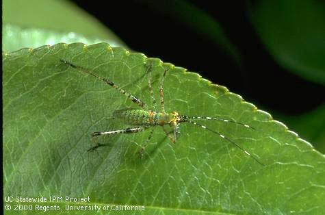 Forktailed bush katydid nymph on a cherry leaf.