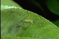 Katydid nymph