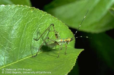 Forktailed bush katydid nymph on a cherry leaf.