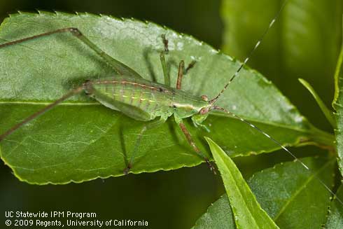 Late instar nymph of forktailed bush katydid, <i>Scudderia furcata.</i>.