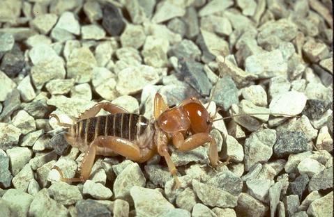 An adult Jerusalem cricket.