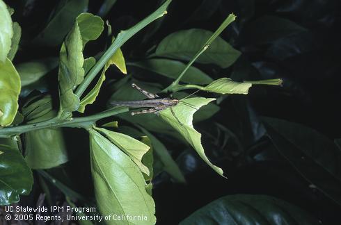 Adult gray bird grasshopper (vagrant grasshopper), <I>Schistocerca nitens.</I> .