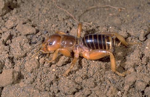 Adult Jerusalem cricket, <i>Stenopelmatus fuscus</i>.