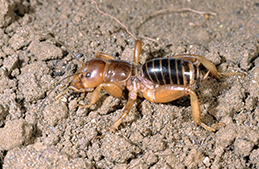 Adult Jerusalem cricket.