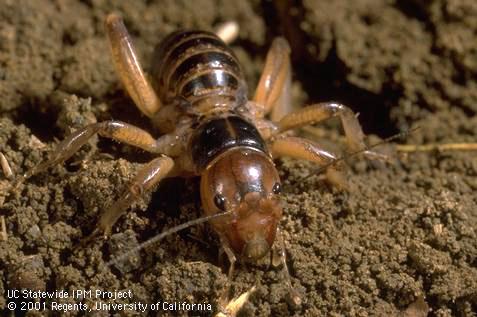 Adult Jerusalem cricket, <I>Stenopelmatus</I> sp.  