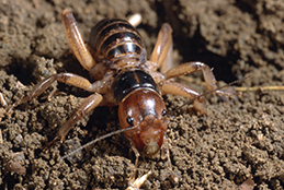 Adult Jerusalem cricket.