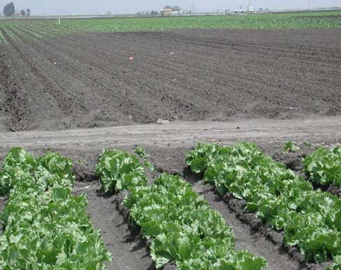 Lettuce field (upper) with severe symphylan damage.