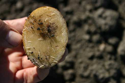 A cut potato used as bait to detect symphylans.