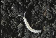 A symphylan, sometimes called a garden centipede, is not a true centipede. The length is about one quarter that of a true centipede.