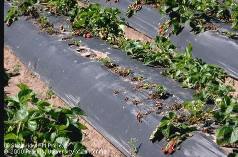 Crop damaged by garden symphylan.