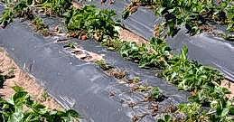 Symphylan damage to strawberry plants