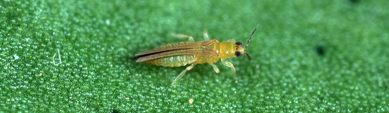 Adult avocado thrips on green leaf; note diagnostic three red eyespots.