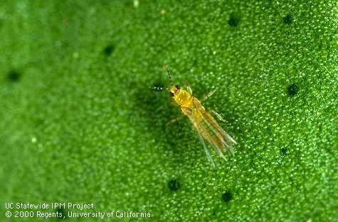 Adult avocado thrips. Note diagnostic abdominal bands and red eyespots.