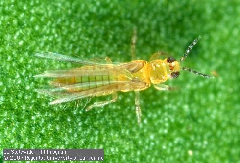 Adult avocado thrips, <I>Scirtothrips perseae.</I>.