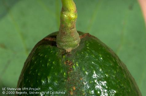 Close-up of brown scars on avocado fruit from avocado thrips feeding.