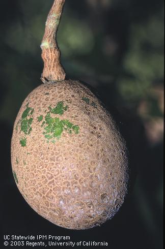 Avocado fruit scarred by avocado thrips, <I>Scirtothrips perseae.</I>  .