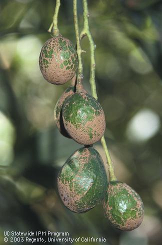 Avocado fruit scarred by avocado thrips, <I>Scirtothrips perseae.</I>  .