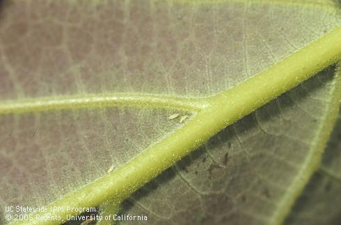 Larvae and adult pale avocado thrips, <I>Scirtothrips perseae.</I>  .