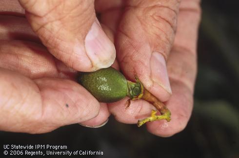 Removing the button of a small avocado fruit to monitor for avocado thrips, <I>Scirtothrips perseae.</I> .