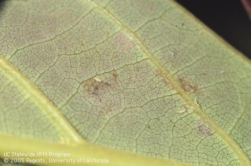 Larvae of pale avocado thrips, <I>Scirtothrips perseae,</I> with brown feeding scars on an avocado leaf. 