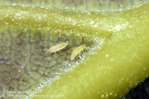 Nymphs (larvae) of pale avocado thrips, <I>Scirtothrips perseae.</I>.