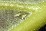 Avocado thrips larvae